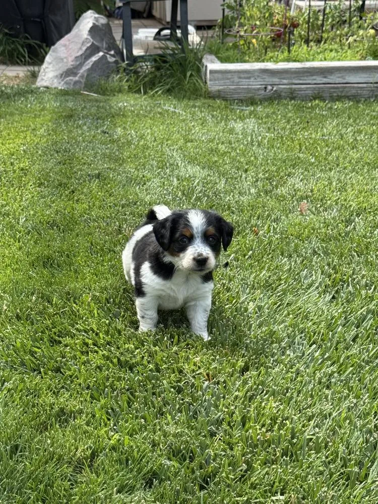 Popeye