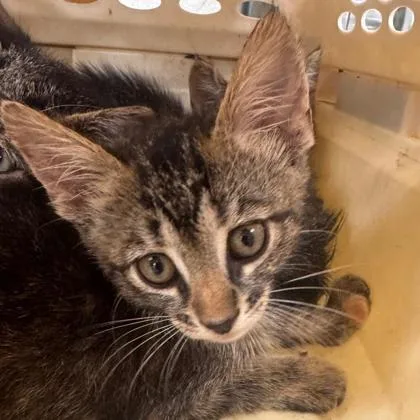 A young large-sized female Domestic Short Hair cat named Cassandra for adoption in Kansas City, MO