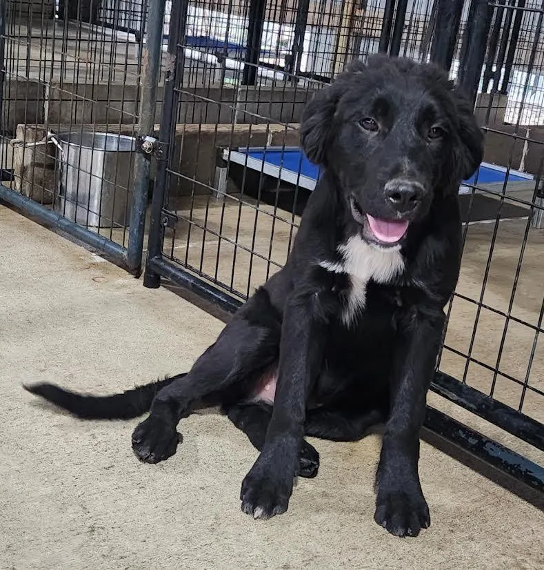A young medium-sized male Black Australian Shepherd dog named Halfie for adoption in Marshall, AR
