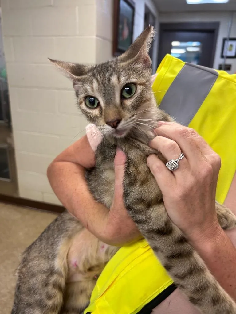 A young medium-sized female Tabby cat named Jade for adoption in Nacogdoches, TX