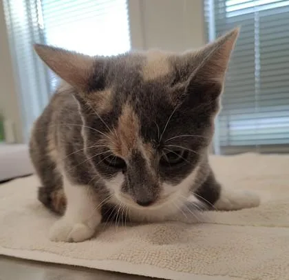 A young medium-sized female Domestic Short Hair cat named Estrella for adoption in Lafayette, IN