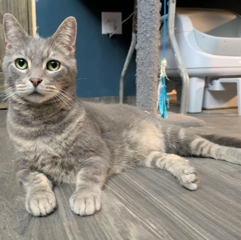 An adult medium-sized male Tabby cat named Christopher for adoption in Fort Payne, AL