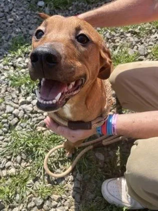 A young medium-sized female Yellow / Tan / Blond / Fawn Mixed Breed dog named Edna for adoption in Jackson, GA