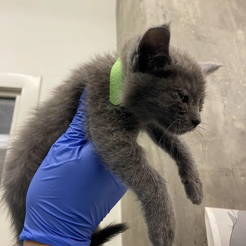 A baby small-sized female Gray / Blue / Silver Domestic Short Hair cat named Hayworth for adoption in Los Angeles, CA