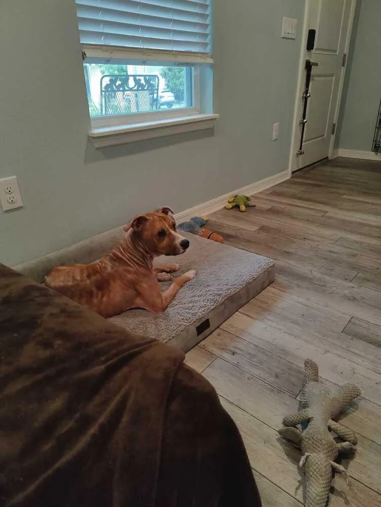 An adult medium-sized female Tricolor (Brown, Black, & White) American Bulldog dog named Sage for adoption in Lakeland, FL
