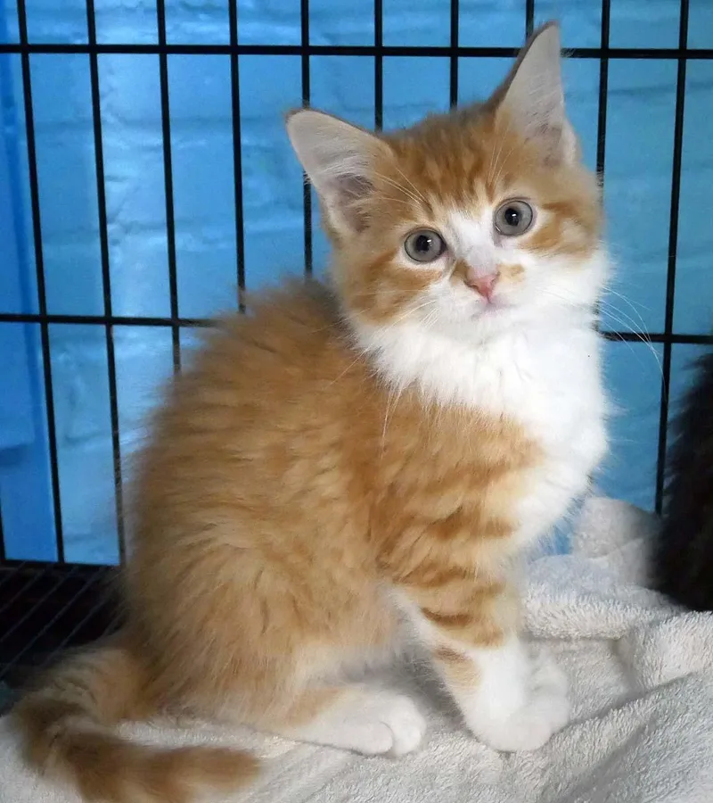 A baby small-sized male Domestic Medium Hair cat named Digby for adoption in Bloomingdale, NJ