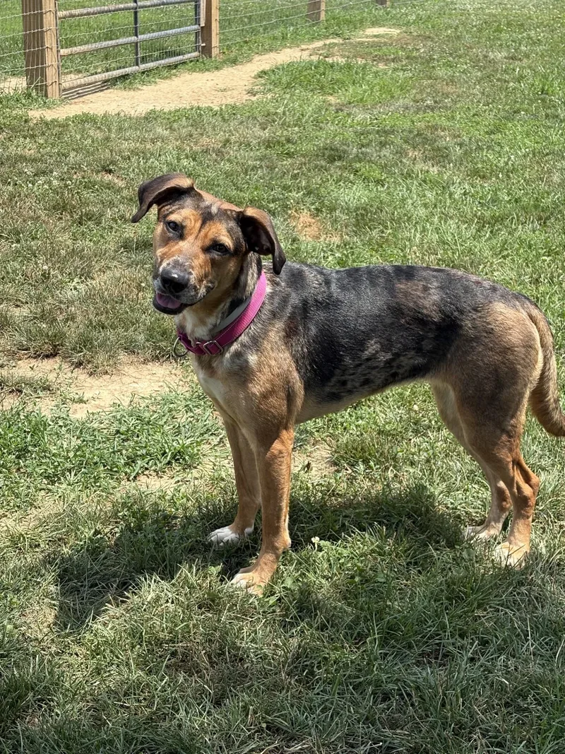 A young medium-sized female Tricolor (Brown, Black, & White) German Shepherd Dog dog named May for adoption in South Charleston, OH
