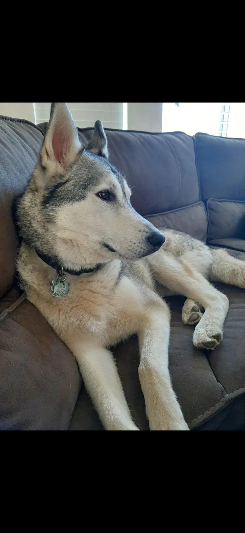An adult large-sized male Siberian Husky dog named Riley for adoption in Menifee, CA