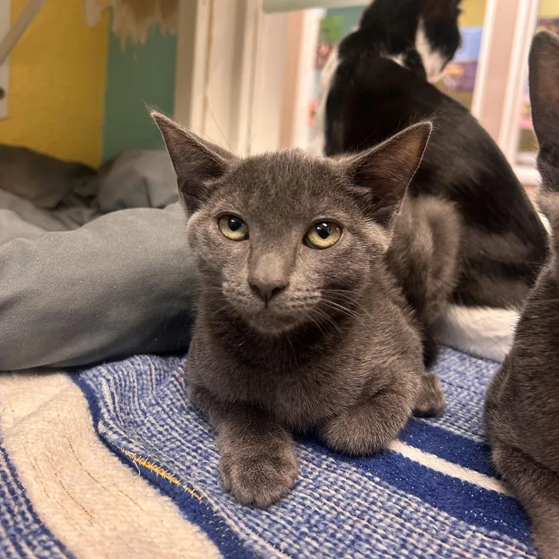 A baby small-sized female Gray / Blue / Silver Domestic Short Hair cat named Sopita for adoption in Fresno, CA