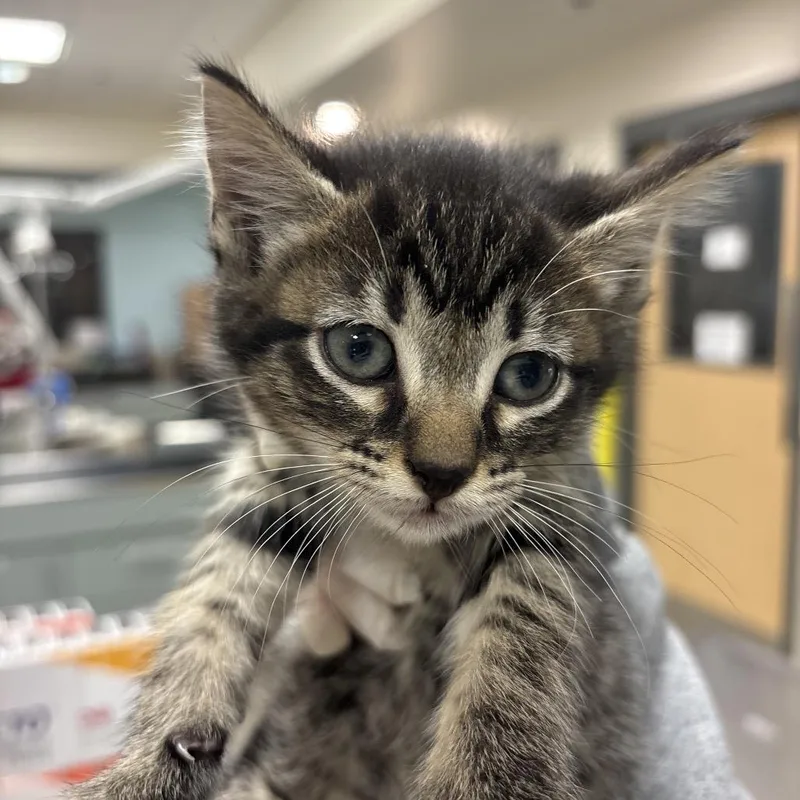A baby small-sized female Black Domestic Short Hair cat named Patsy Cline for adoption in Jacksonville, FL