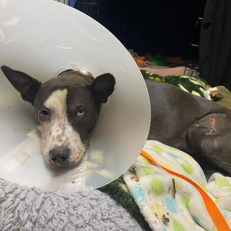 An adult medium-sized female Gray / Blue / Silver Pit Bull Terrier dog named Nancy Wilson for adoption in Austin, TX