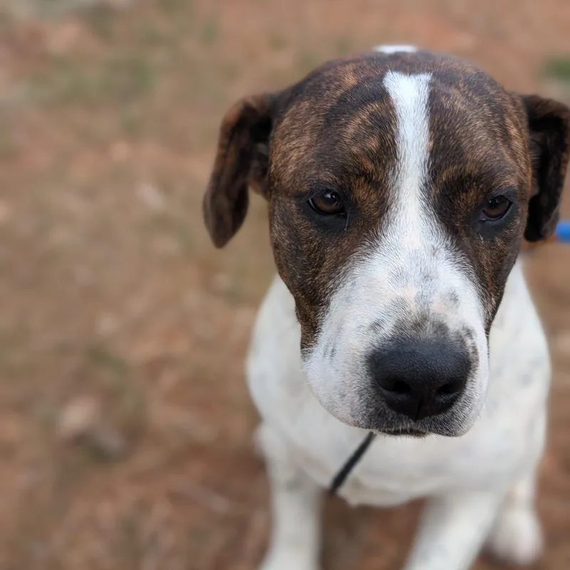 A young medium-sized female White / Cream Hound dog named Remi for adoption in Lenoir, NC