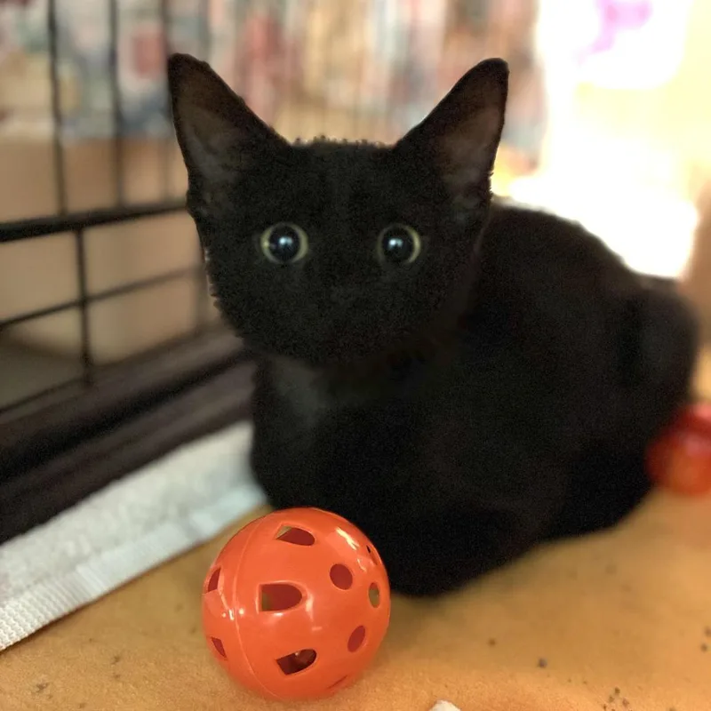 A baby small-sized male Black Domestic Short Hair cat named Darren for adoption in South Elgin, IL