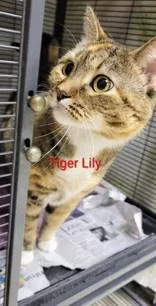An adult medium-sized female Tabby (Tiger Striped) Domestic Short Hair cat named Tiger Lily for adoption in Moline, IL
