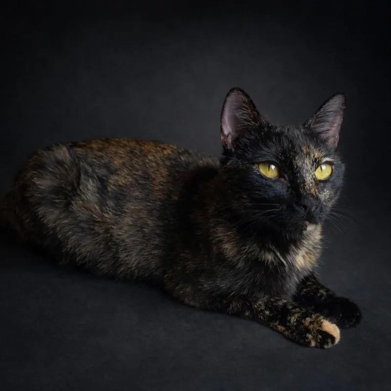 Gingermaps thumbnail 2