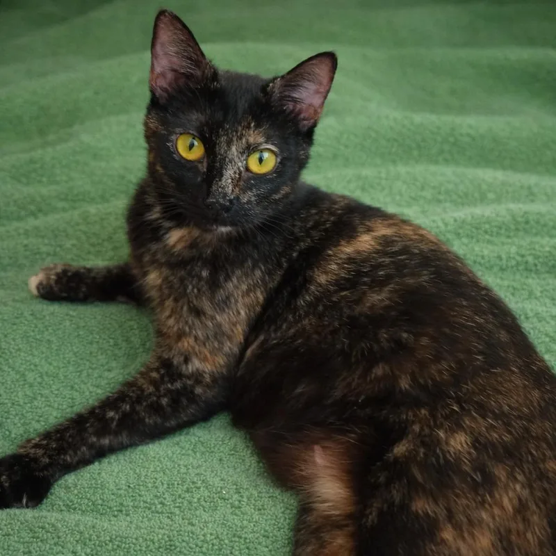 Gingermaps thumbnail 4