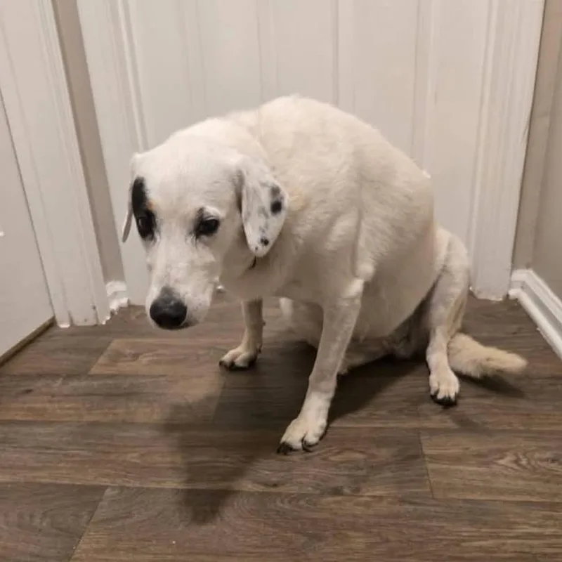 A senior large-sized female Mixed Breed dog named Samantha for adoption in Travelers Rest, SC