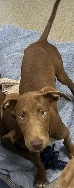 A young medium-sized female Labrador Retriever dog named Teeter Months female for adoption in Sterling, MA