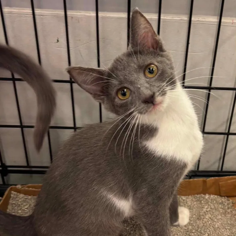 A baby small-sized female Gray / Blue / Silver Domestic Short Hair cat named Paprika for adoption in Inwood, WV