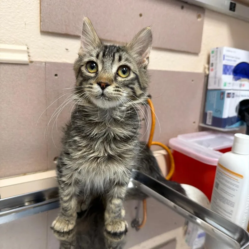 A baby medium-sized male Domestic Medium Hair cat named Kronk for adoption in Las Vegas, NV