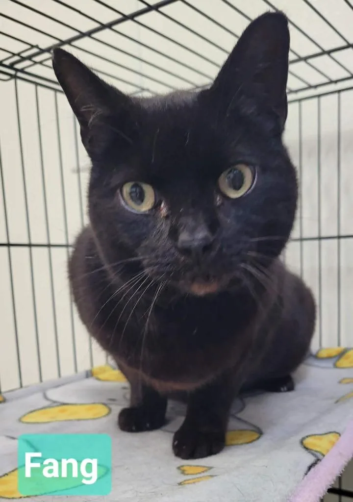A young medium-sized male Domestic Short Hair cat named Fang for adoption in Richmond, IN