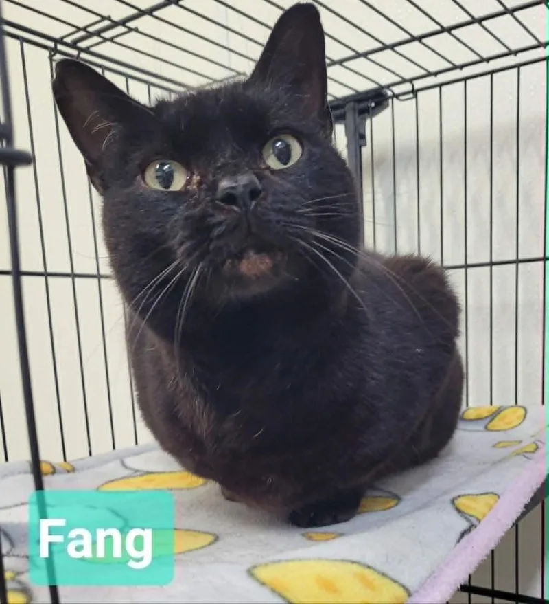 Fang thumbnail 2