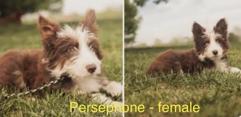 Persephone