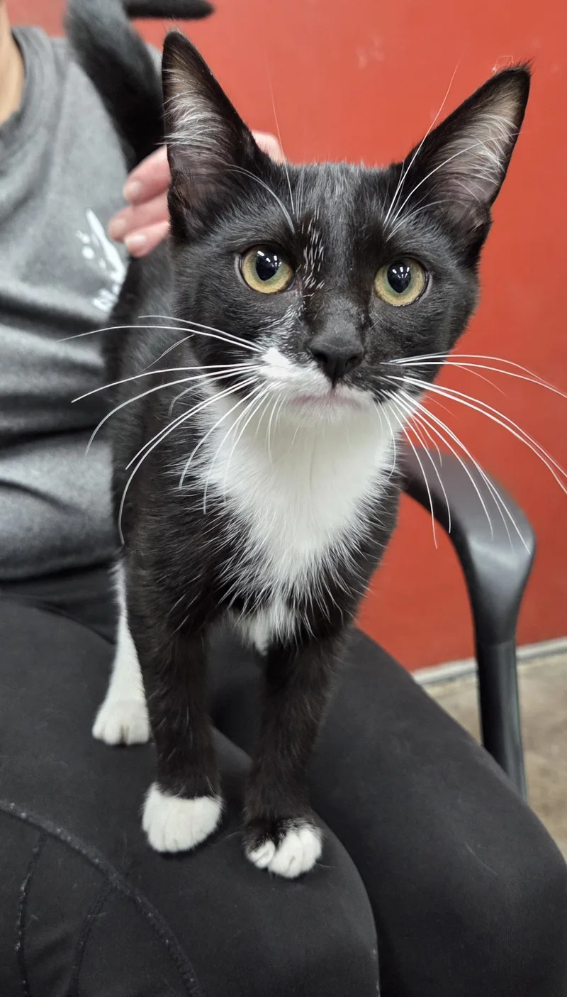 A young medium-sized male Black & White / Tuxedo Domestic Short Hair cat named Falcon for adoption in Parsons, KS