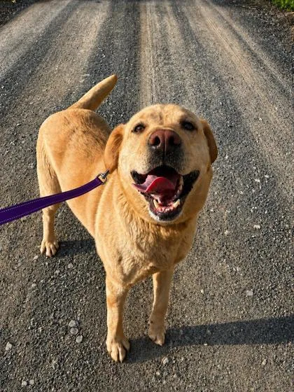 An adult large-sized female Labrador Retriever dog named Nola for adoption in Bloomsburg, PA