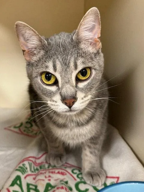 An adult medium-sized male Domestic Short Hair cat named Liam for adoption in Lancaster, PA
