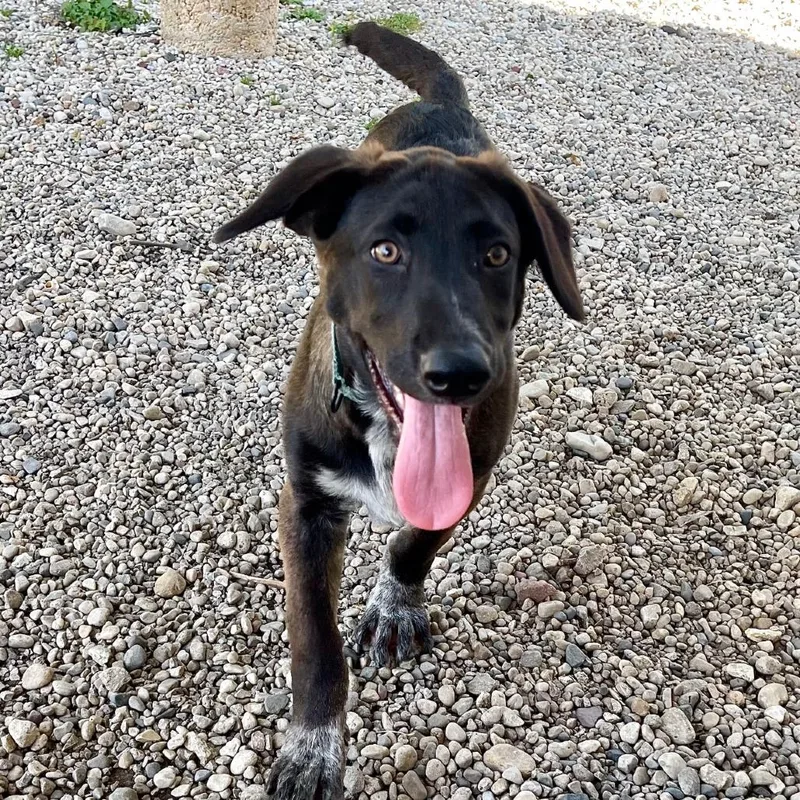 A baby medium-sized female Black Mixed Breed dog named Zuzu for adoption in Deerfield, IL