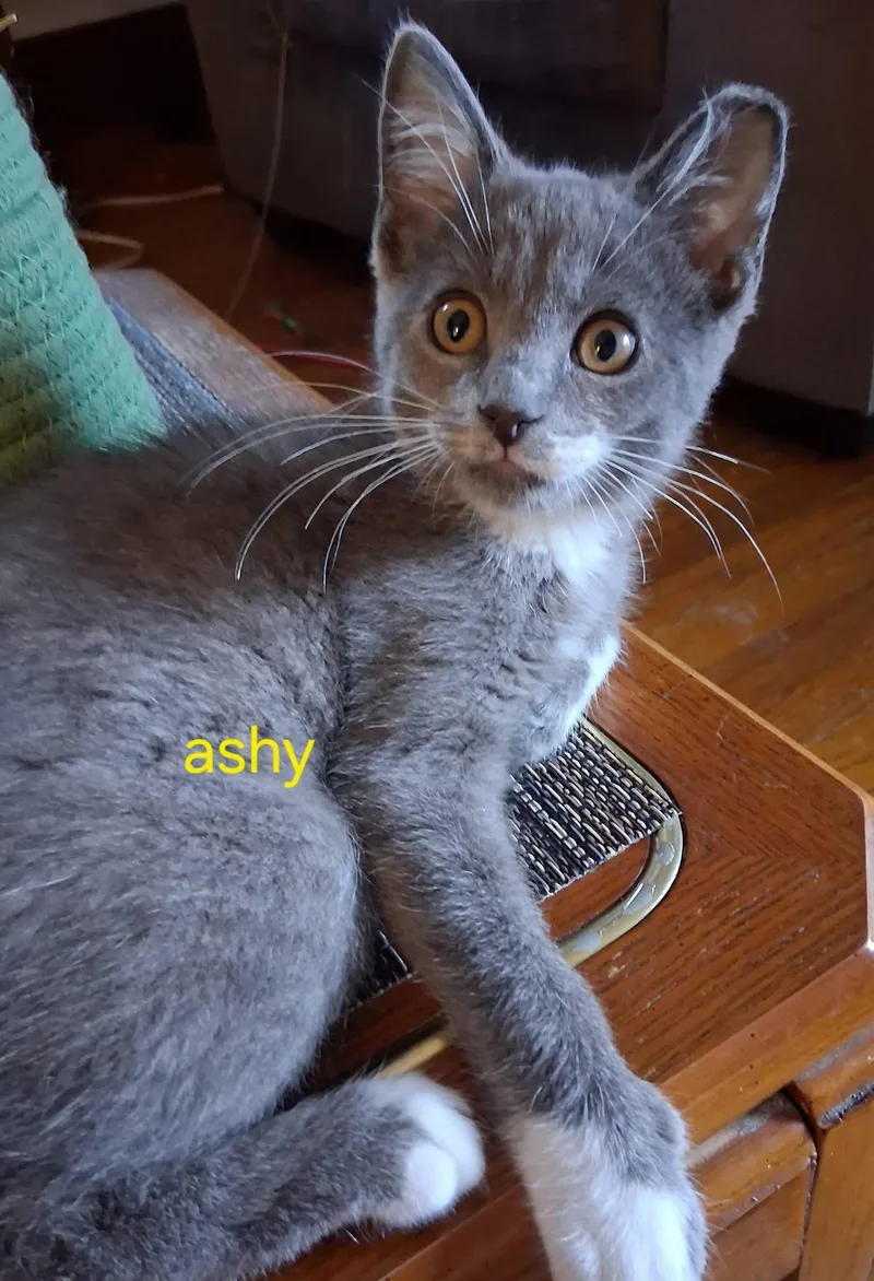 A baby medium-sized female Gray & White Domestic Short Hair cat named Ashy for adoption in Independence, OH