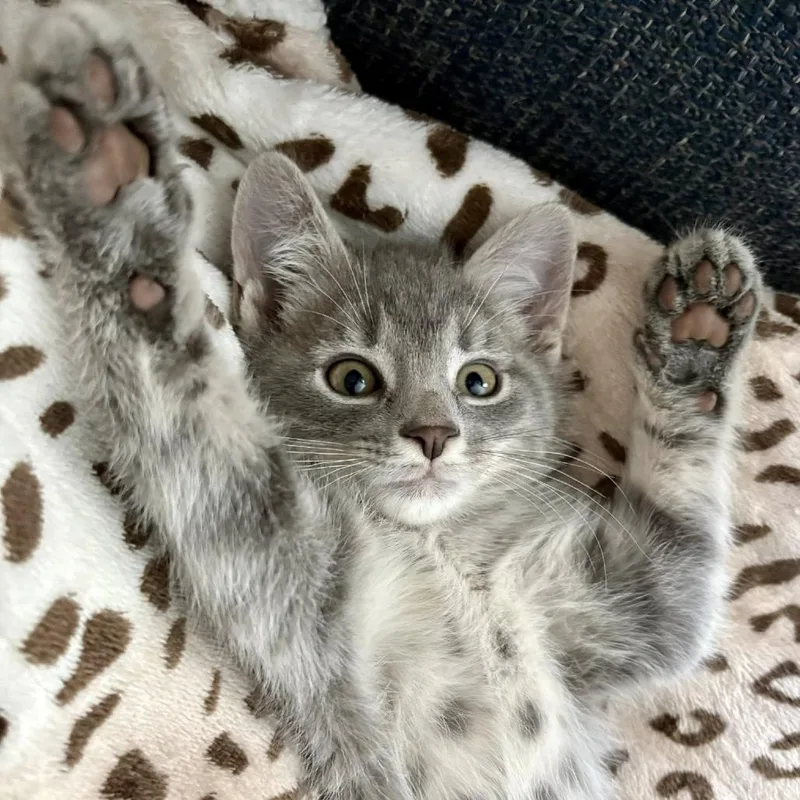 A baby small-sized male Gray / Blue / Silver Domestic Short Hair cat named Weston for adoption in Reisterstown, MD