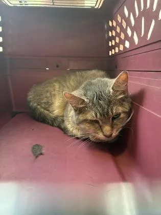 An adult medium-sized female Domestic Short Hair cat named Halloween for adoption in Lafayette, IN