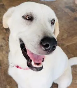 A young large-sized male Labrador Retriever dog named Leo for adoption in Austin, TX