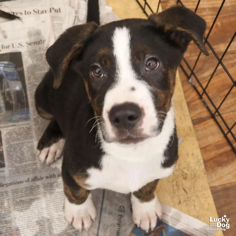 A baby medium-sized male Australian Cattle Dog / Blue Heeler dog named Chai for adoption in Washington, DC