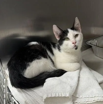 A baby small-sized female Black Domestic Short Hair cat named Arya for adoption in Atlanta, GA