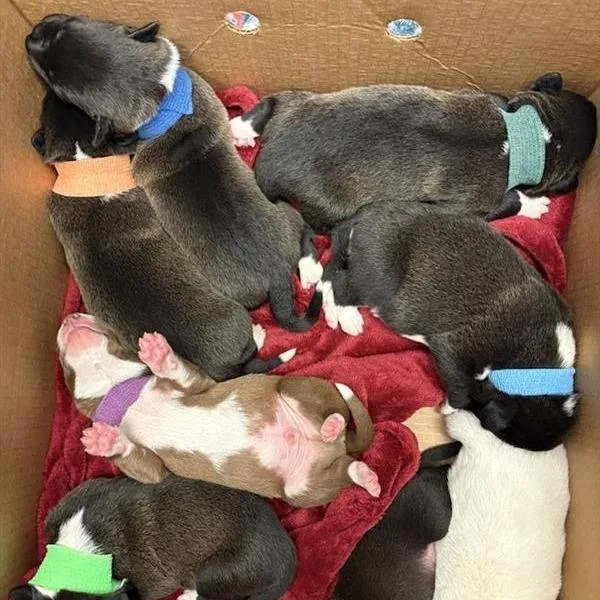 A baby small-sized male Black Pit Bull Terrier dog named Pink Lemonade for adoption in Austin, TX
