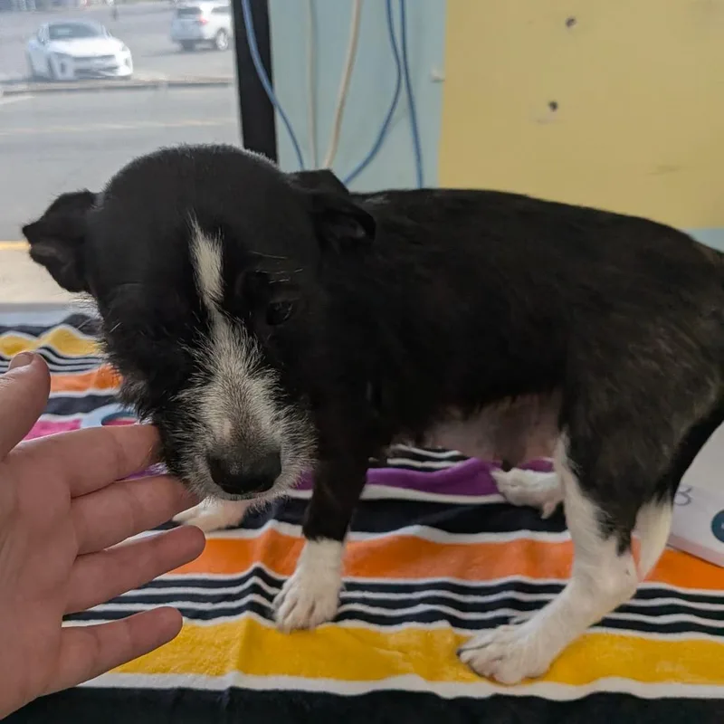 A young small-sized female Dachshund dog named Suki for adoption in Chico, CA