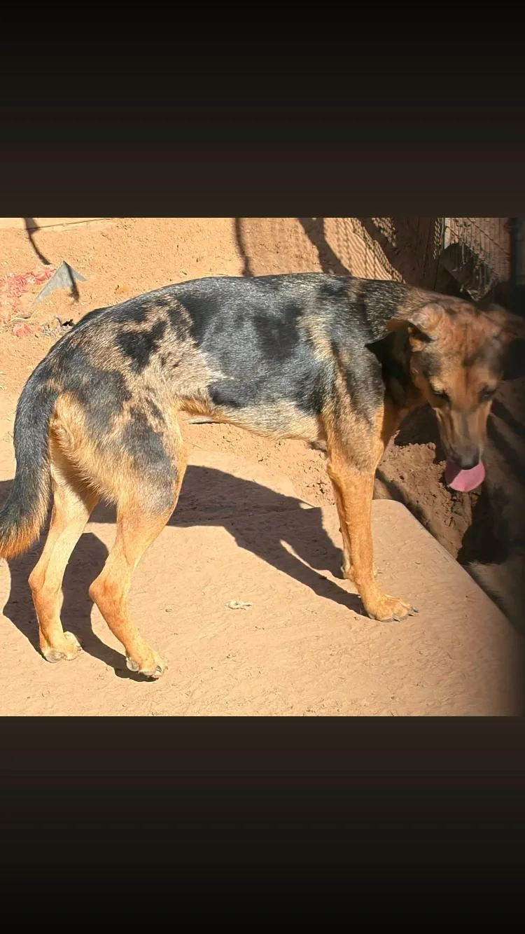 A young medium-sized male Catahoula Leopard Dog dog named River for adoption in Paradise, TX
