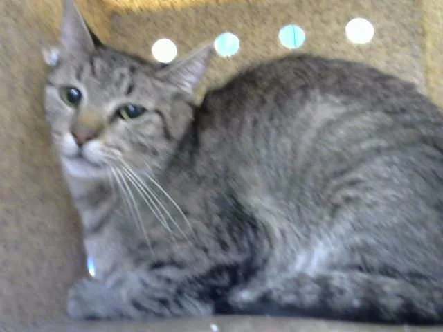 A young medium-sized female Domestic Short Hair cat named Shell for adoption in Albuquerque, NM