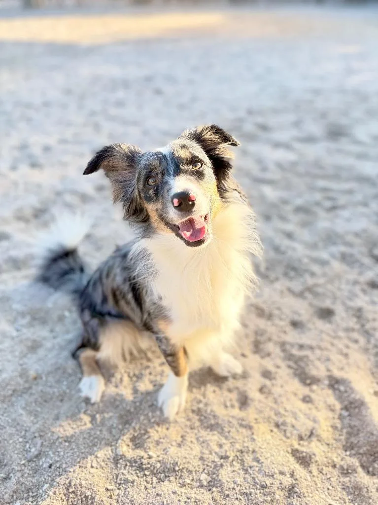 Banjo
