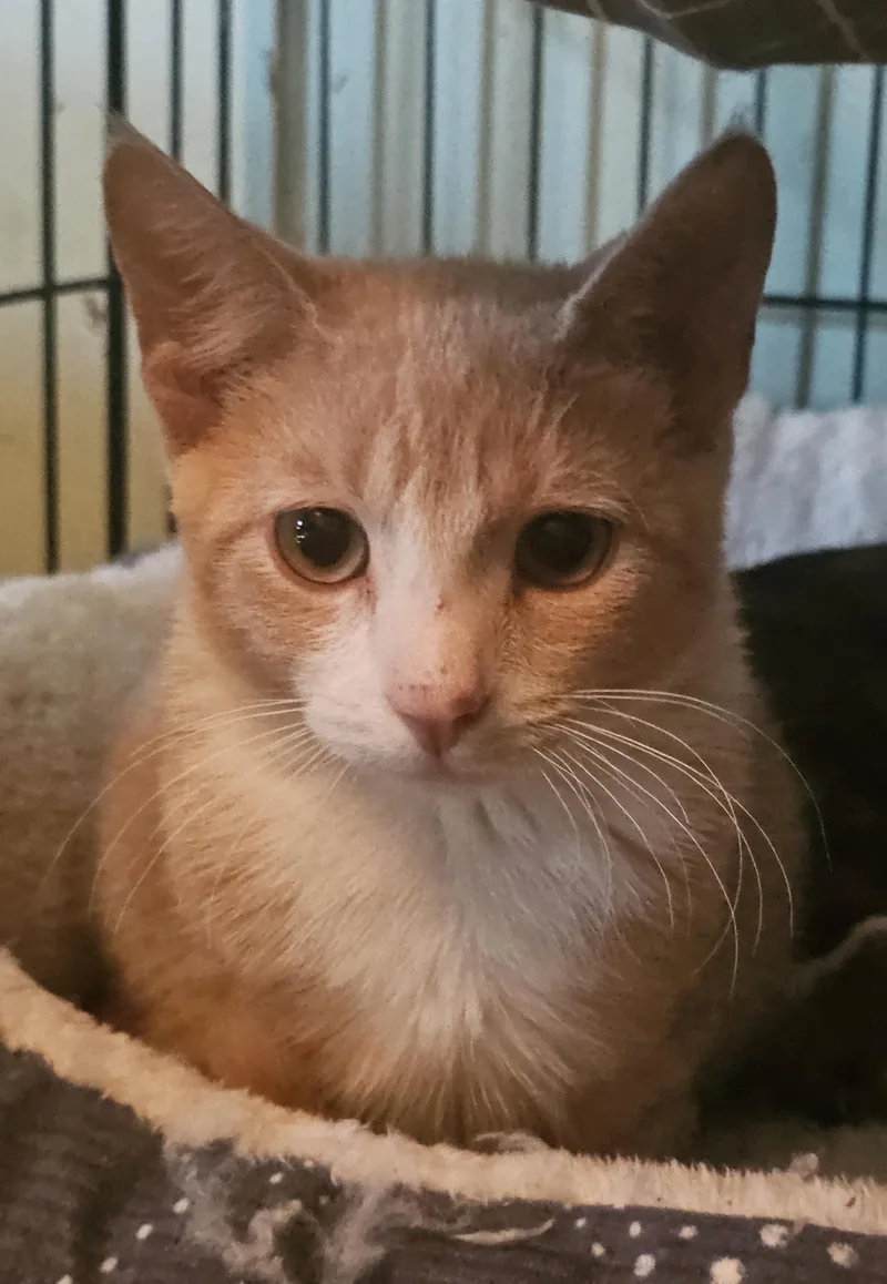 A baby medium-sized male Orange & White Domestic Short Hair cat named Virgil for adoption in Catasauqua, PA