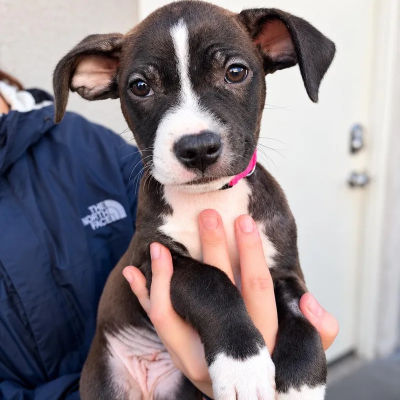 A baby small-sized female Pit Bull Terrier dog named Acorn for adoption in Henderson, NV
