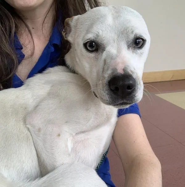 A young medium-sized female Australian Cattle Dog / Blue Heeler dog named Bunny for adoption in Dublin, CA