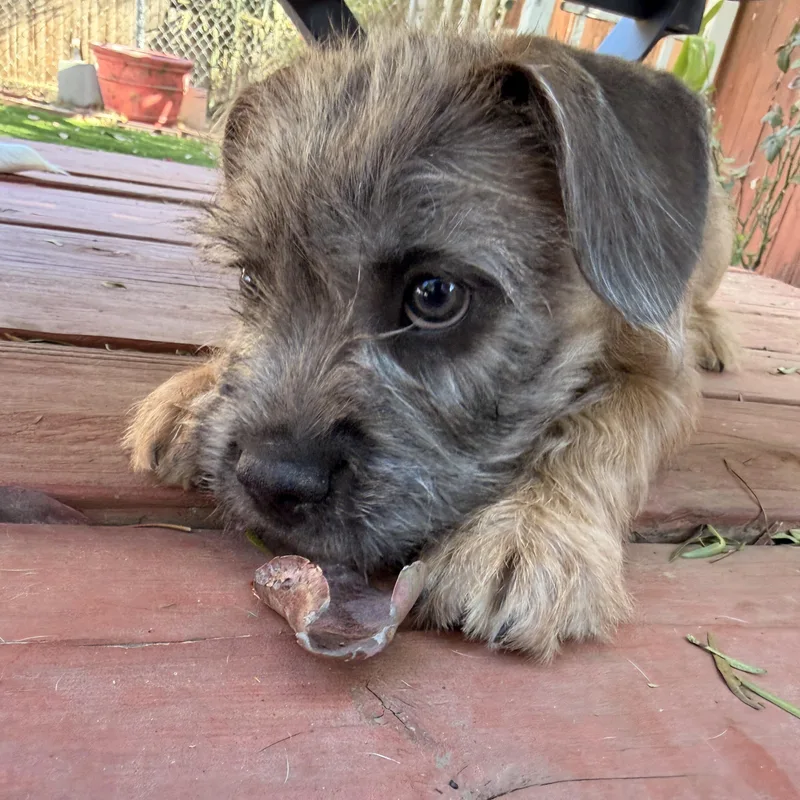 A baby small-sized male Bicolor Shih Tzu dog named Fritz for adoption in Riverside, CA