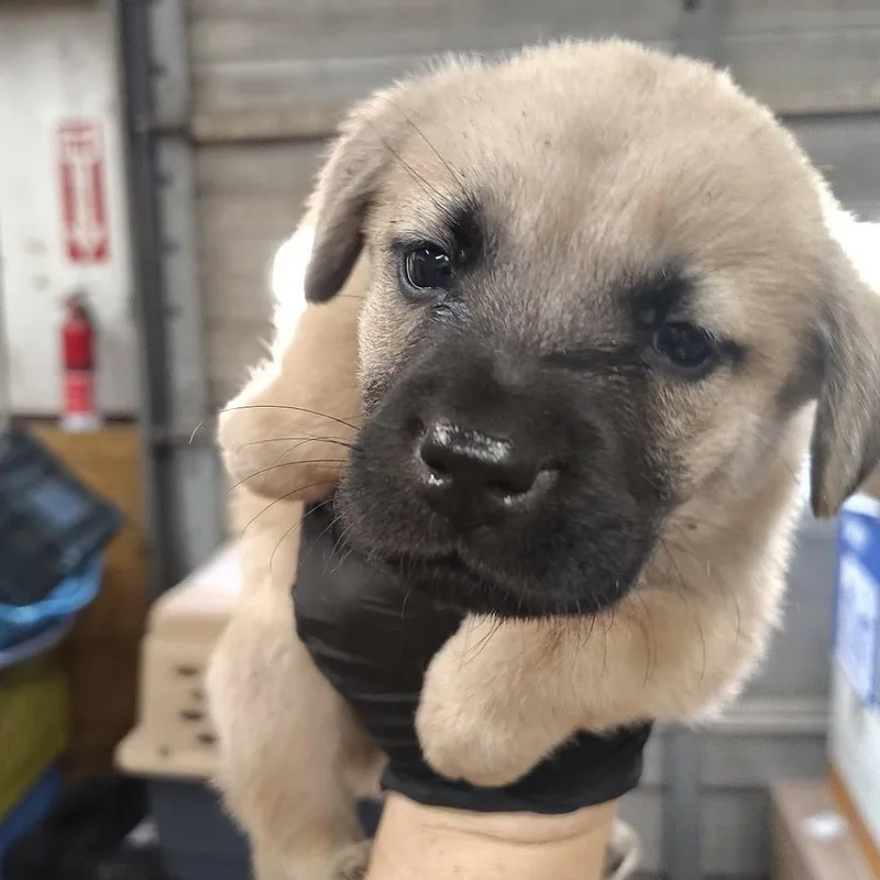 A baby medium-sized male White / Cream Black Mouth Cur dog named Harry for adoption in Beulaville, NC