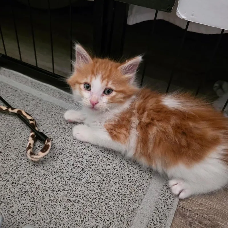 A baby small-sized male Orange / Red Domestic Long Hair cat named Wrigley for adoption in Tustin, CA
