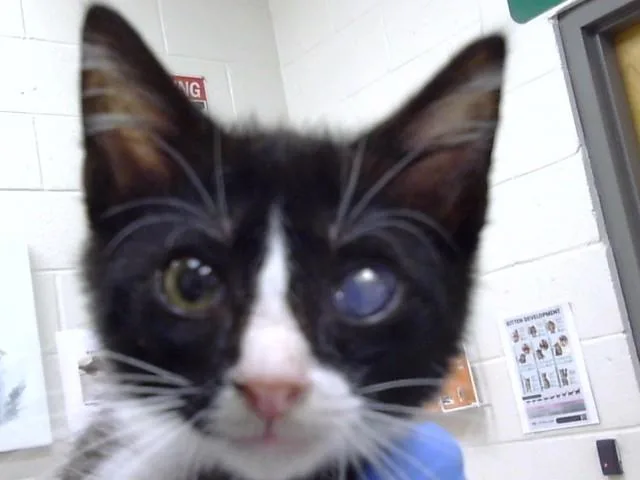 A baby small-sized male Domestic Short Hair cat named Rayah for adoption in Naples, FL