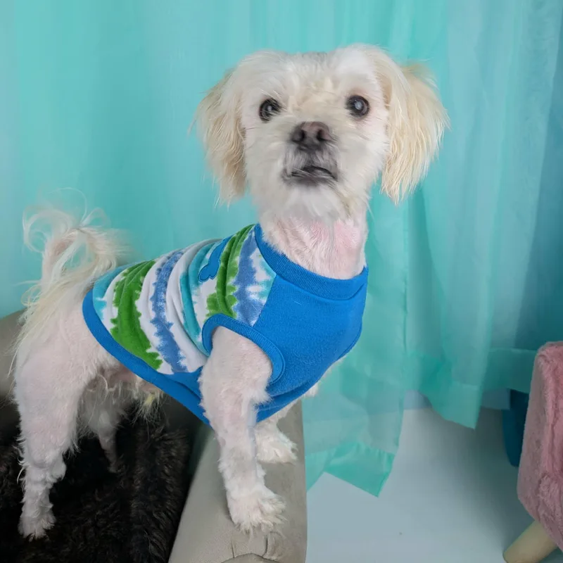 A young small-sized male White / Cream Maltipoo dog named Teddy for adoption in Round Rock, TX